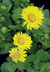 Doronicum orientale 'Little Leo'