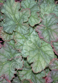 Heuchera americana 'Dale's Strain'