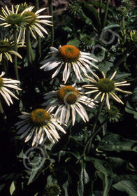 Echinacea purpurea 'White Swan'