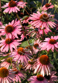 Echinacea purpurea 'Magnus'