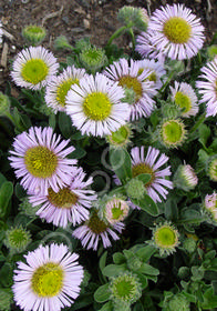 Erigeron glaucus