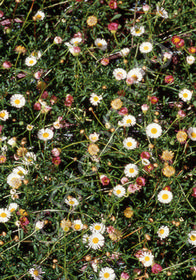 Erigeron karvinskianus 'Profusion'