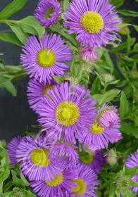 Erigeron speciosus Darkest of All' (Dunkelste Aller)