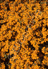 Erysimum kotschyanum 'Orange Flame'