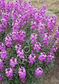 Erysimum linifolium 'Bowle's Mauve'