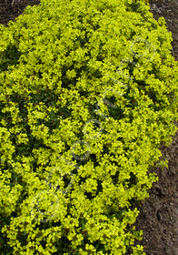 Erysimum 'Sunlight'