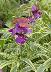 Erysimum linifolium 'Variegata'