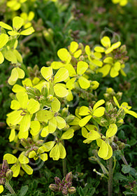 Erysimum kotschyanum