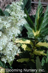 Filipendula ulmaria 'Variegata'