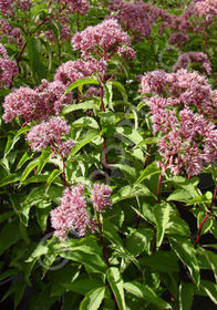 Eupatorium maculatum 'Atropurpureum'