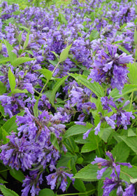 Nepeta subsessilis