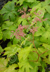 Filipendula purpurea 'Elegans'