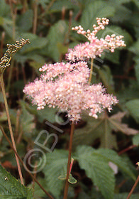 Filipendula rubra 'Venusta'