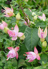 Fuchsia erecta 