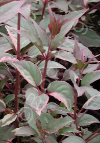 Fuchsia magellanica macrostema