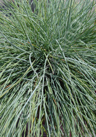 Festuca amethystina 'Superba'