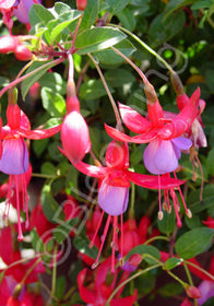 Fuchsia magellanica 'Pat's Dream'