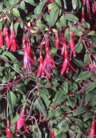 Fuchsia magellanica 'Riccartonii'