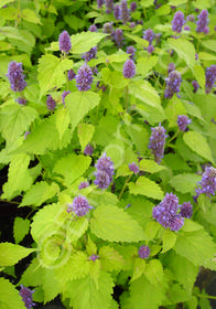 Agastache foeniculum 'Golden Jubilee'