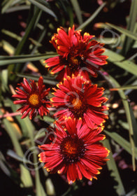 Gaillardia x grandiflora 'Burgundy'