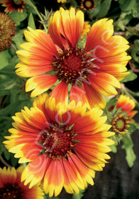 Gaillardia x grandiflora 'Goblin'