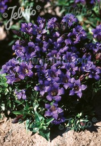 Gentiana septemfida var. lagodechiana 'Select'            