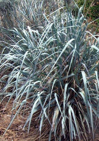 Leymus (Elymus) condensatus 'Canyon Prince'               