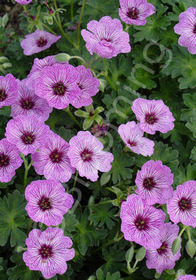 Geranium cinereum 'Lawrence Flatman'