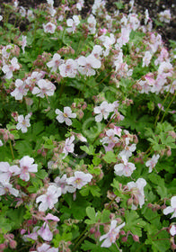 Geranium x cantabrigiense 'Biokovo'