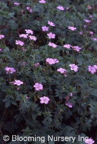 Geranium endressii 'Wargrave Pink'