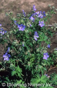 Geranium pratense