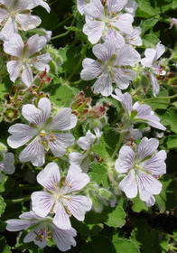 Geranium renardii