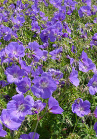 Geranium himalayense x pratense 'Johnson's Blue'