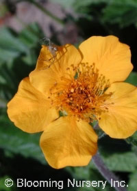 Geum x heldreichii 'Georgenberg'