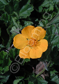 Geum sp. avens