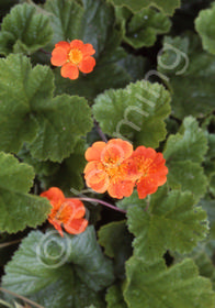 Geum x coccineum 'Fire Lake'