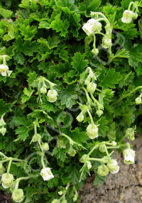 Geum rivale 'Alba'