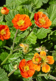 Geum x coccineum 'Borisii'