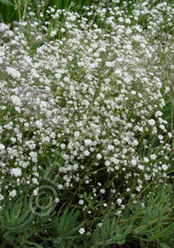 Gypsophila paniculata 'Bristol Fairy'