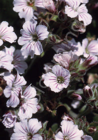 Gypsophila cerastioides