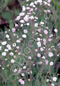 Gypsophila paniculata 'Viette's Dwarf'