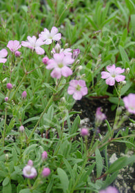 Gypsophila repens 'Rosea'