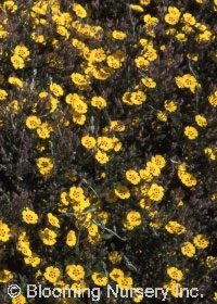 Halimium ocymoides                                