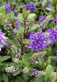 Hebe 'Autumn Glory'