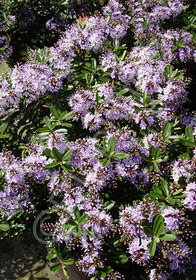 Hebe buxifolia 'Patty's Purple'