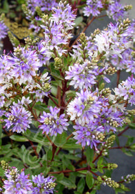 Hebe 'Caledonia'