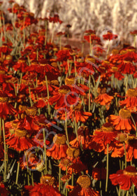 Helenium x hybrida 'Moerheim Beauty'
