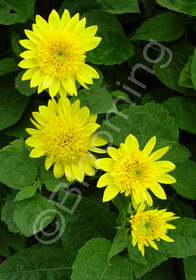 Helianthus x multiflorus 'Flore Pleno'