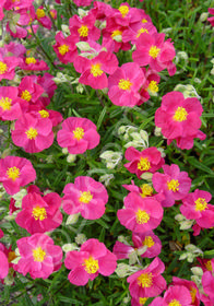 Helianthemum nummularium 'Dazzler'