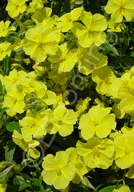 Helianthemum x nummularium 'Golden Nugget'